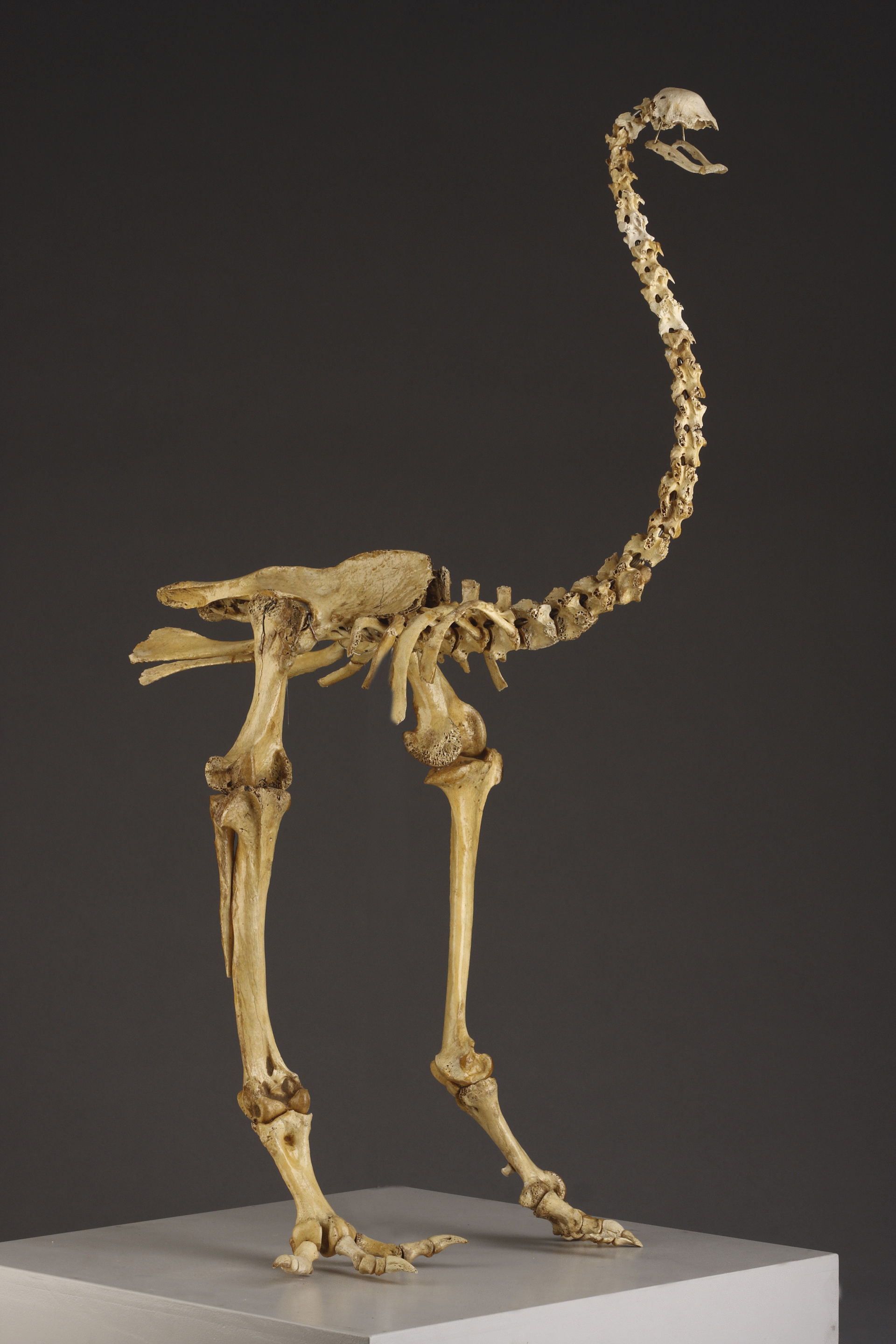Partially Complete Skeleton of an Extinct New Zealand Moa